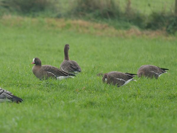 Lesser white-fronted goose (Anser erythropus)
